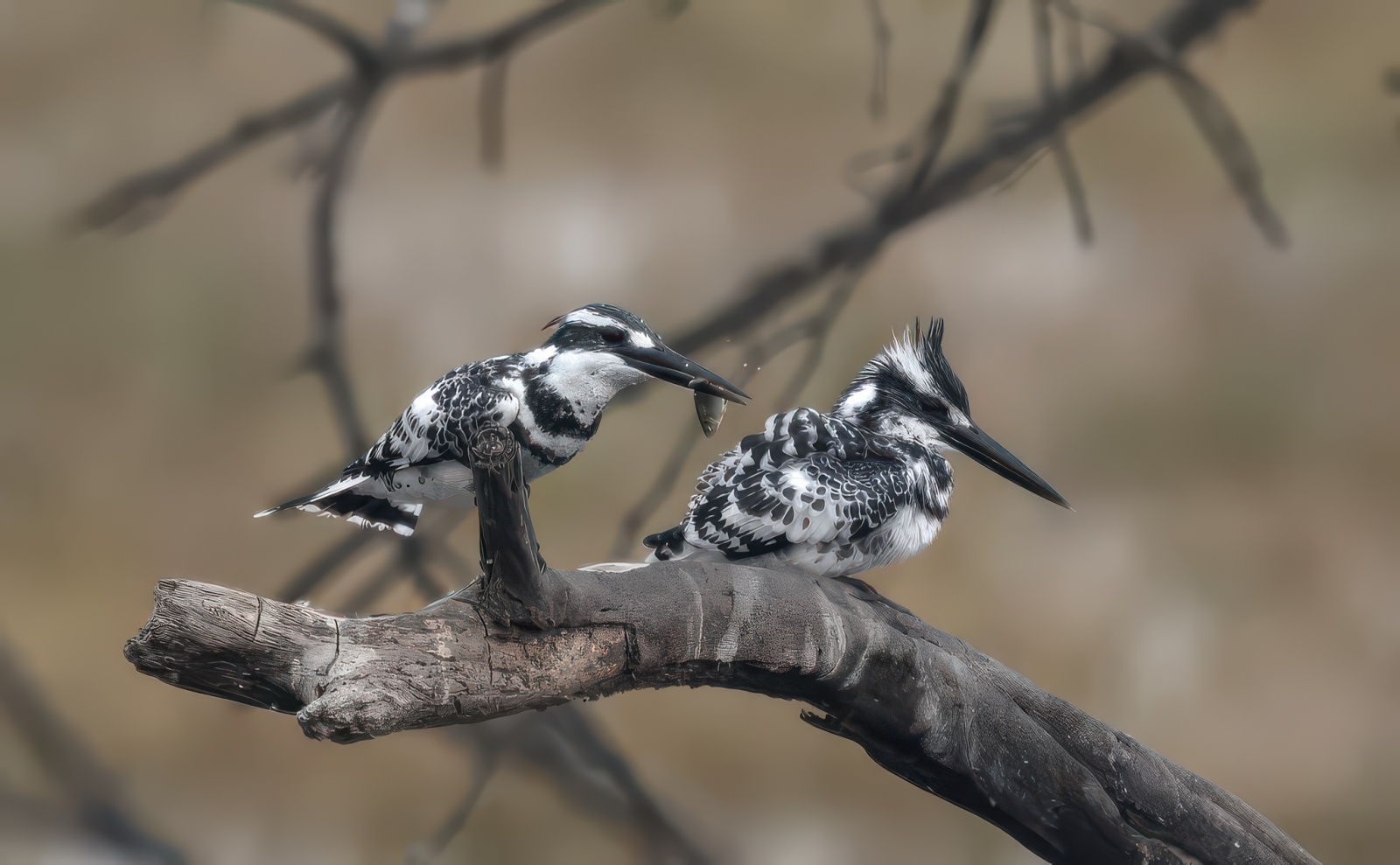 Pied Kingfisher photograph