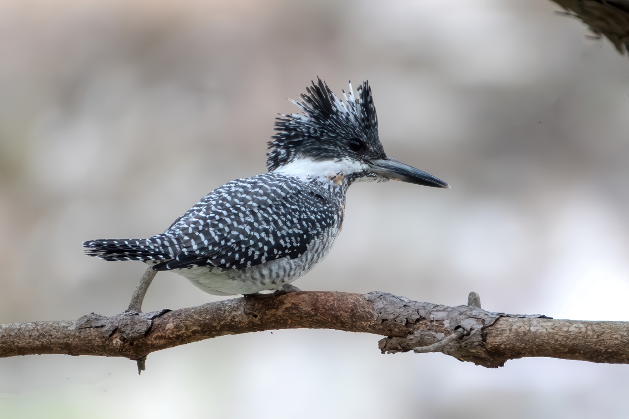 Crested Kingfisher