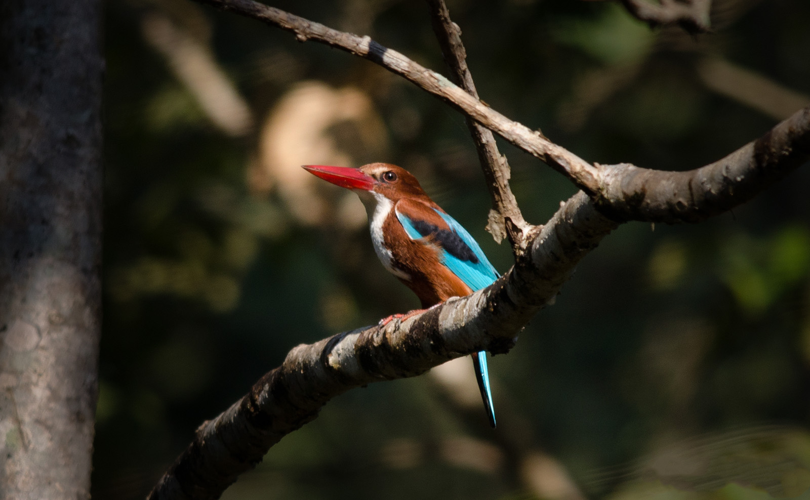 White-throated kingfisher photograph