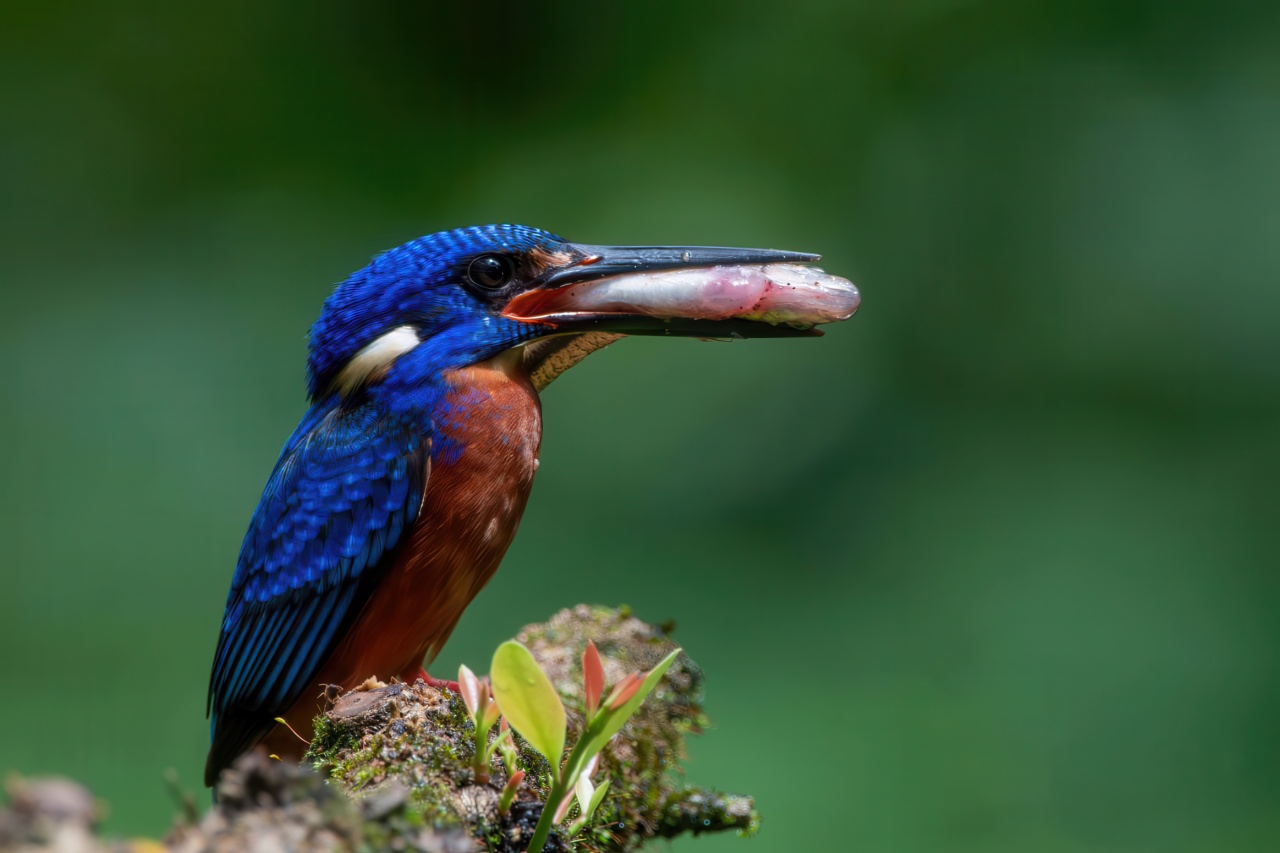 Blue-eared Kingfisher photograph